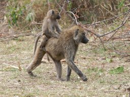 Western_Corridor2009-52